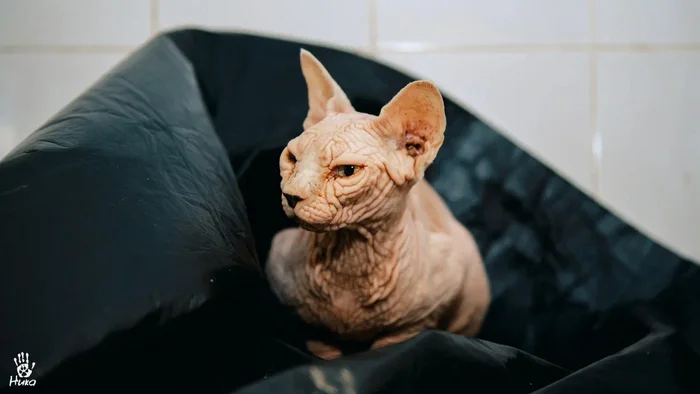 Domestic cat abandoned at shelter. Cleopatra's story - My, Shelter, Homeless animals, In good hands, Helping animals, Don Sphynx, Cat lovers, cat, Good league, Animal shelter, Volunteering, Longpost