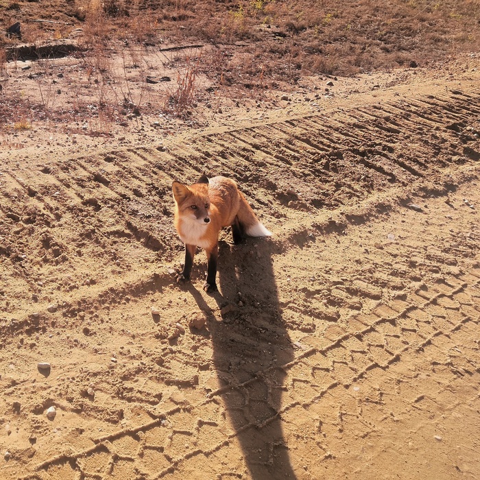 Местный житель