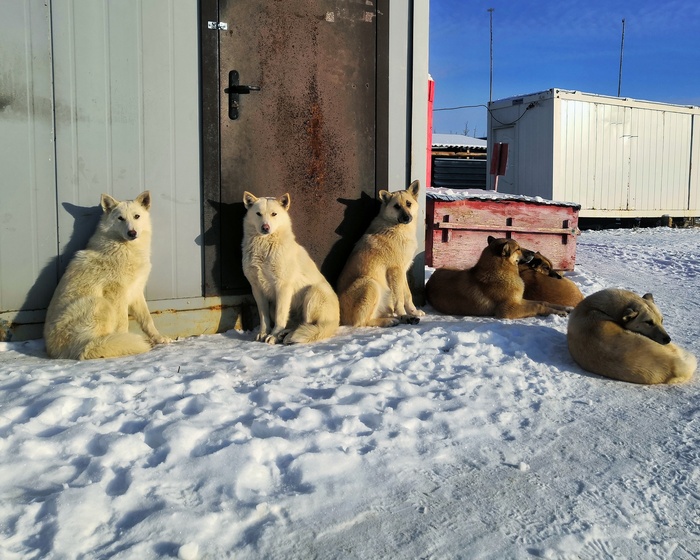 Суровые якутские собаки