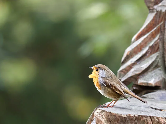 Robin (Sochi, Arboretum) - My, Robin, Arboretum, Sochi, Birds, Photo hunting, The photo