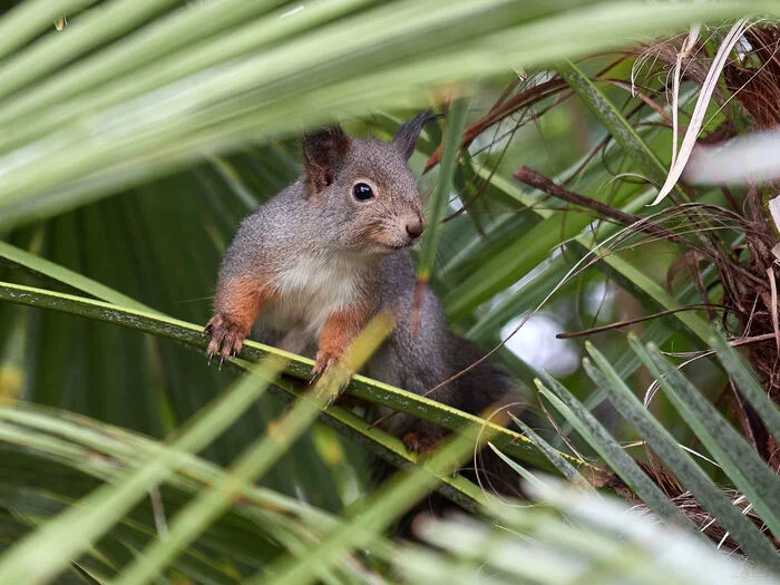 Squirrel on a palm tree - Squirrel, Sochi, Palm trees