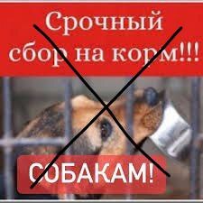 We would like to address the people there who donate their money to zooschiza - Radical animal protection, Fraud, Anger, Money, Chulman, Dog, Divorce for money, Deception, Internet Scammers, Telegram (link)