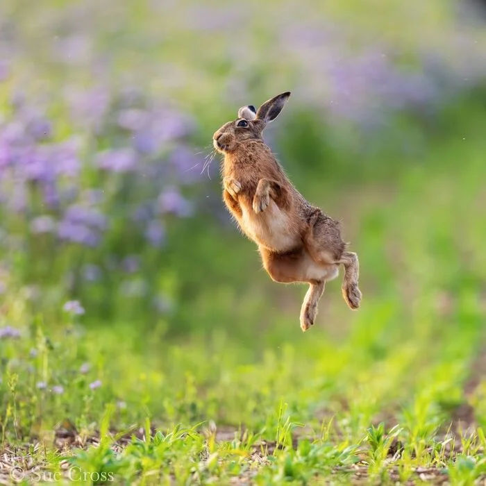 Flight - Hare, Wild animals, wildlife, Bounce, The photo