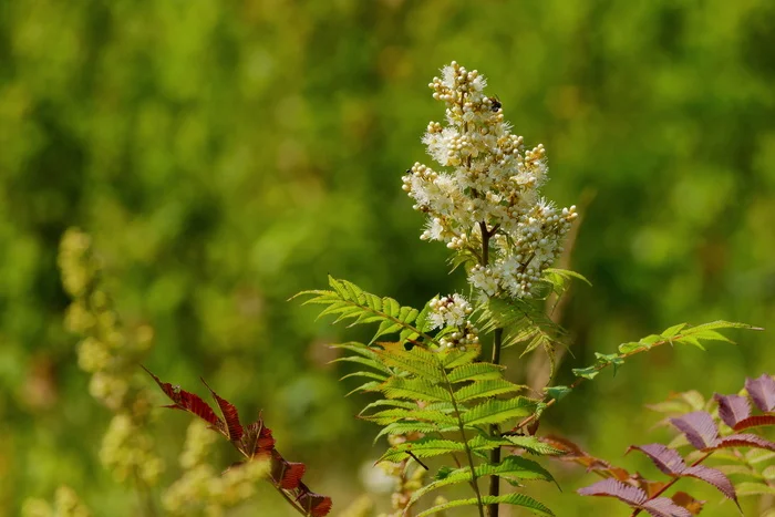 Rowanberry - My, Fieldfare, The photo, July, Plants