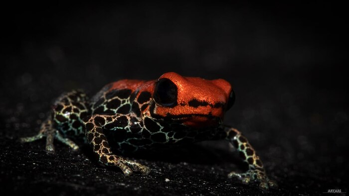 Ranitomeya reticulata | Древесные лягушки