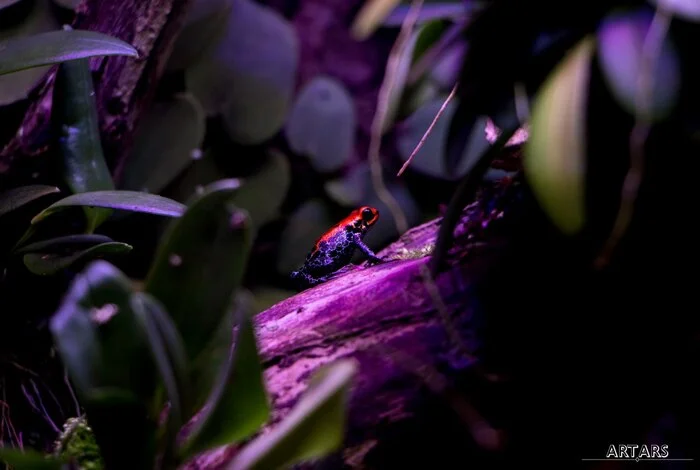 Ranitomeya reticulata | Tree frogs - My, The photo, Planet Earth, Animals, Photographer, Terrariumistics, Beautiful view, Frogs, Informative