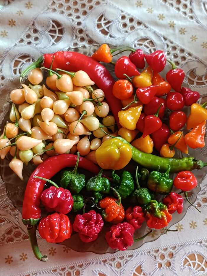 ������� ����� ���� Biquinho Salmon, � ��������� �� ��������, ���� ��� ��������� ��� �� ����� ���� ����������