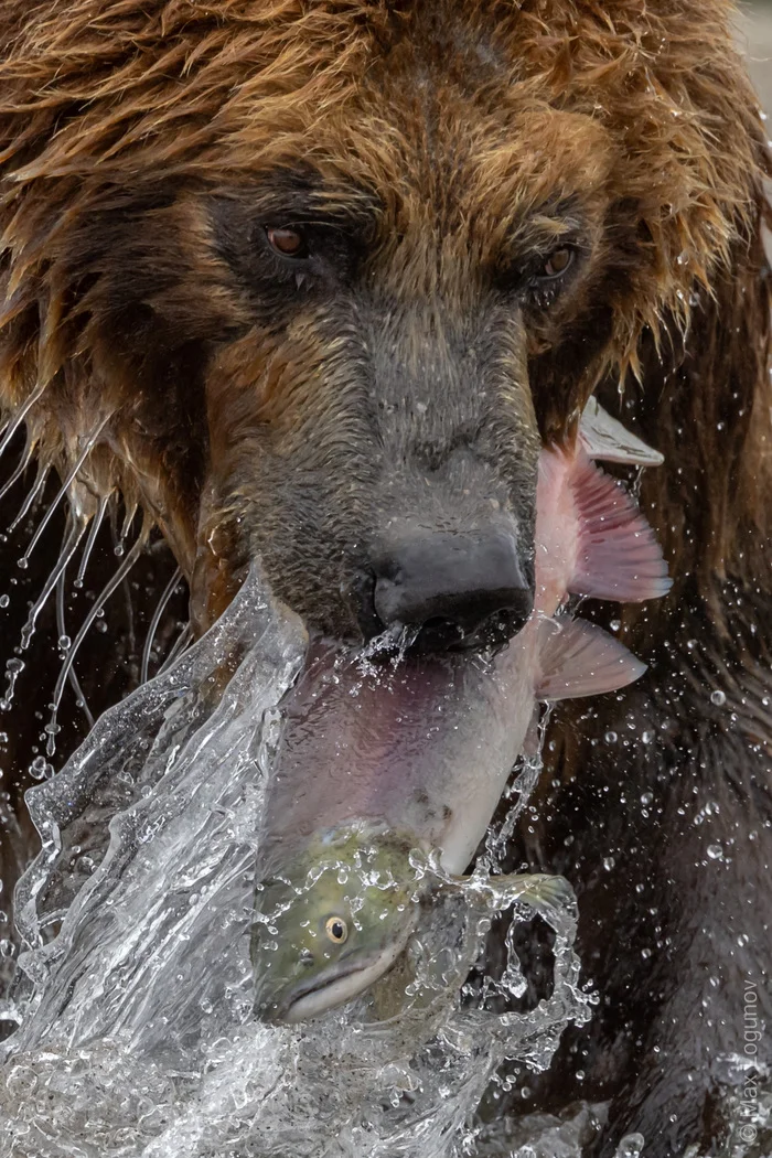 Fresh catch! - My, The Bears, Kamchatka, Russia, Wild animals, Animals, Photo hunting, Brown bears, The photo