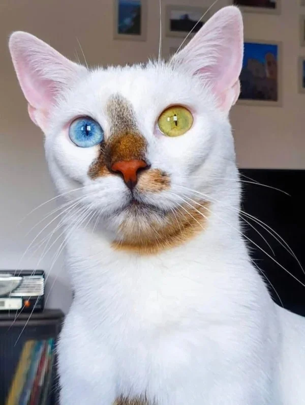 Continuation of the post Nature is the best artist - cat, Fluffy, beauty, Heterochromia, Reply to post