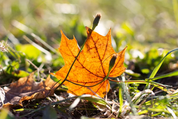 Yellow autumn leaf - My, The photo, Autumn, Autumn leaves, Macro photography, Nature