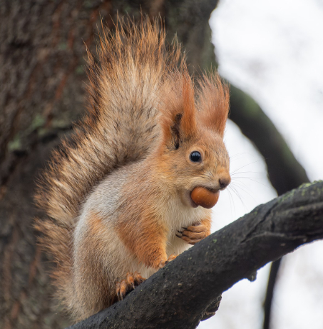 Gangsters of the Biosphere. Issue #2: Squirrels - My, Humor, Animals, Squirrel, Biology, Intelligence, Memory, In the animal world, Longpost