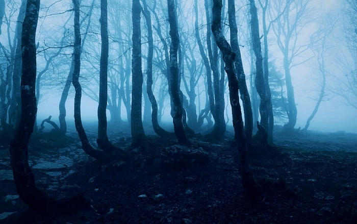 Лес Хойя Бачу в Трансильвании, Румыния © Pixabay