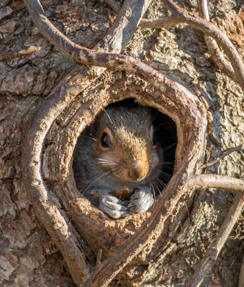 Gangsters of the Biosphere. Issue #2: Squirrels - My, Humor, Animals, Squirrel, Biology, Intelligence, Memory, In the animal world, Longpost