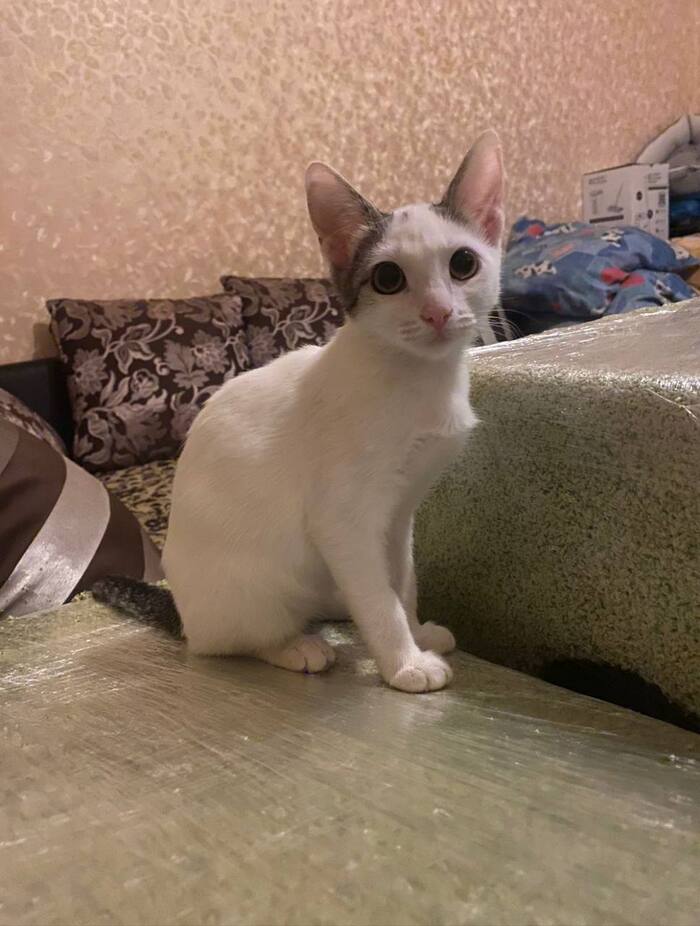 Москва. Милая кошечка ищет дом