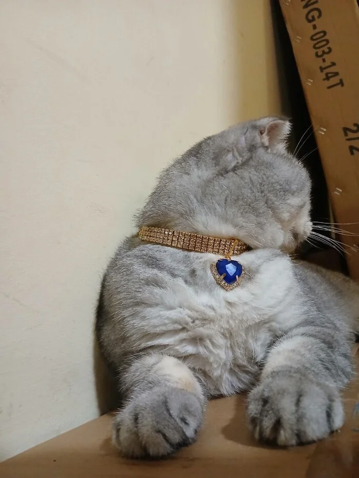 Continuation of the post The story of a devoted house cat Masik, who was beaten, had his jaw broken and was thrown out. Help needed - Animal Rescue, No rating, cat, Vertical video, Reply to post, Longpost