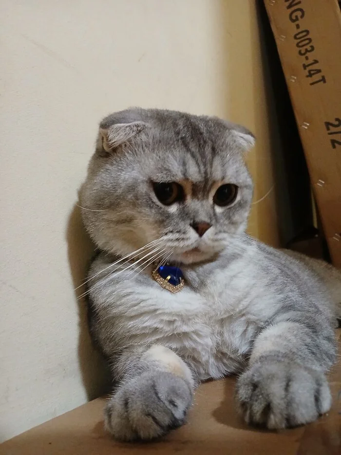 Continuation of the post The story of a devoted house cat Masik, who was beaten, had his jaw broken and was thrown out. Help needed - Animal Rescue, No rating, cat, Vertical video, Reply to post, Longpost