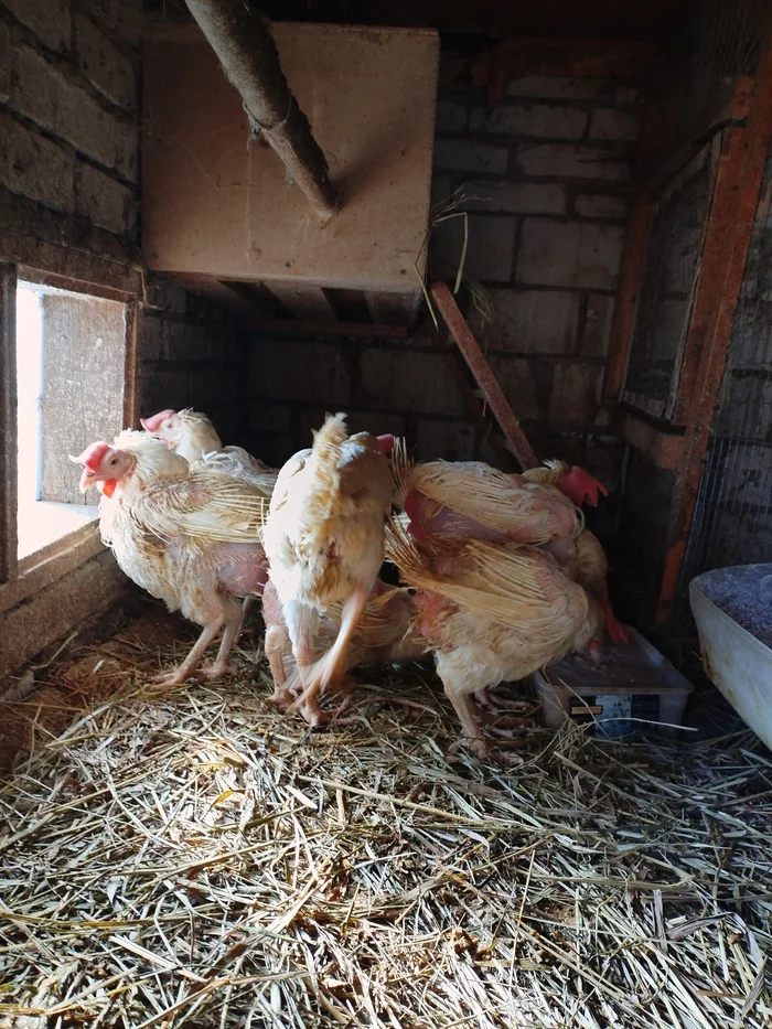 Well, they brought me some chickens. But it would be better not to have these - My, Village, Life stories, Сельское хозяйство, Hen, Village, Poultry, Negative, Vertical video, Fight for survival, Video, Longpost