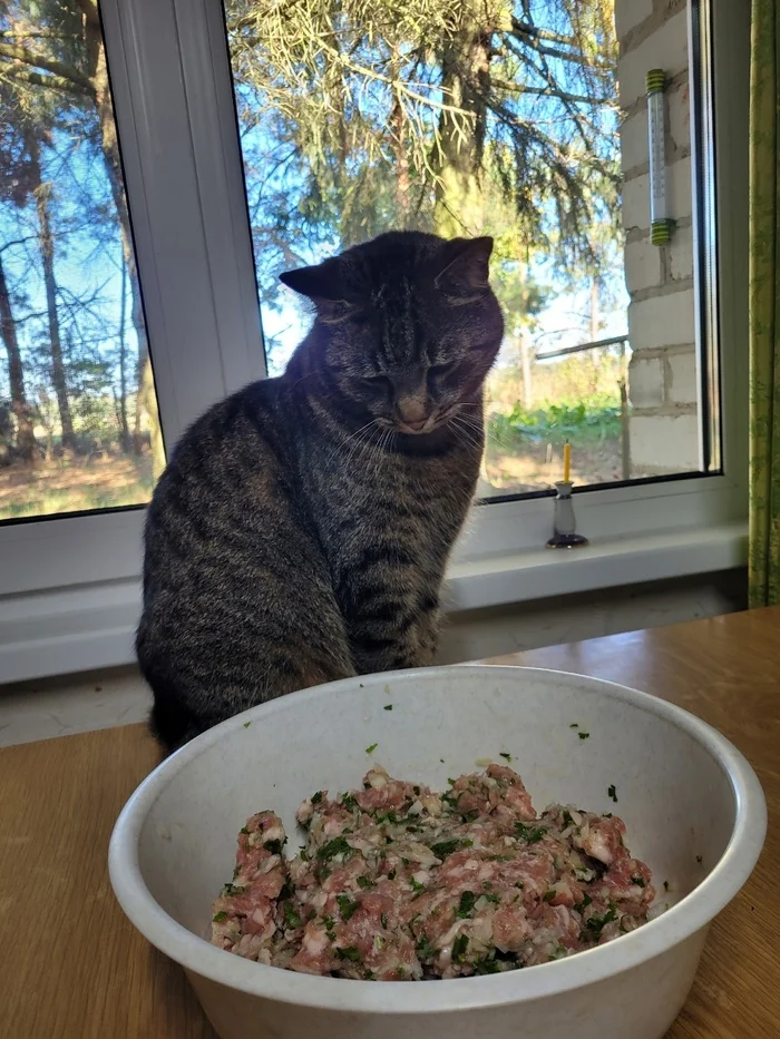 - Natasha, well... - cat, Pets, VKontakte (link), Striped, Culinary minced meat, Onion