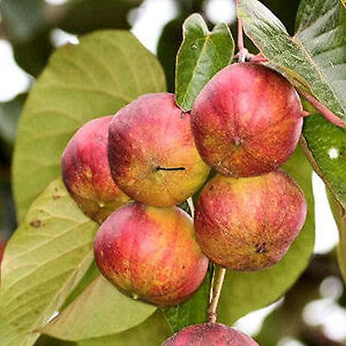 Спелые плоды тунга. Фото с сайта <!--noindex--><a href="https://pikabu.ru/story/tung_forda_11909419?u=http%3A%2F%2Fvsegda-pomnim.com&t=vsegda-pomnim.com&h=08fd63fcfd94b9d16c7d8e137aed18de4083f5e6" title="http://vsegda-pomnim.com" target="_blank" rel="nofollow noopener">vsegda-pomnim.com</a><!--/noindex-->.