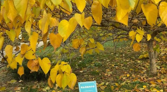Листья тунга Форда осенью, Сочинский дендрарий. Фото с сайта <!--noindex--><a href="https://pikabu.ru/story/tung_forda_11909419?u=http%3A%2F%2Fsupersadovnik.ru&t=supersadovnik.ru&h=ebdd23a58aa13b0853a3e5510eea38632a87d546" title="http://supersadovnik.ru" target="_blank" rel="nofollow noopener">supersadovnik.ru</a><!--/noindex-->.