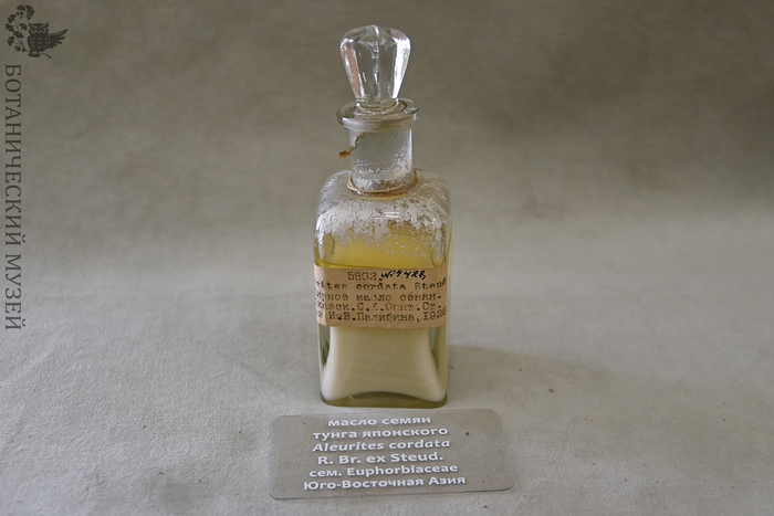 Тунговое масло. Из экспозиции Ботанического музея БИН РАН.