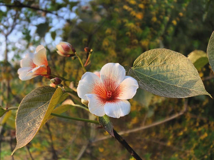 Веточка цветущего тунга. Фото Н. Елагиной.