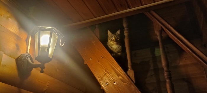 Моя личная котолампа