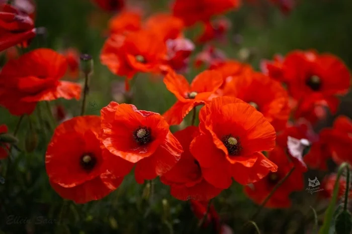 Poppies in the Pskov region - My, Plants, Bloom, The photo, Botany, Entertaining botany, Poppy, Longpost