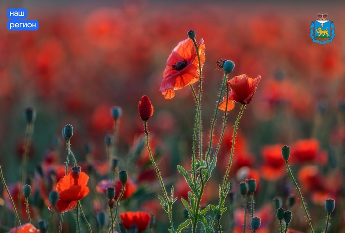 Фото А. Пашеничева.