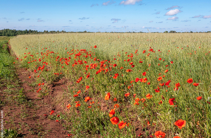 Фото с сайта <!--noindex--><a href="https://pikabu.ru/story/maki_v_pskovskoy_oblasti_11910788?u=http%3A%2F%2Fit-s-a-wonderful-world.ru&t=it-s-a-wonderful-world.ru&h=a68ded77bd62e248f0a45296d8b2df33abdef510" title="http://it-s-a-wonderful-world.ru" target="_blank" rel="nofollow noopener">it-s-a-wonderful-world.ru</a><!--/noindex-->.