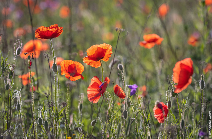 Фото с сайта <!--noindex--><a href="https://pikabu.ru/story/maki_v_pskovskoy_oblasti_11910788?u=http%3A%2F%2Fit-s-a-wonderful-world.ru&t=it-s-a-wonderful-world.ru&h=a68ded77bd62e248f0a45296d8b2df33abdef510" title="http://it-s-a-wonderful-world.ru" target="_blank" rel="nofollow noopener">it-s-a-wonderful-world.ru</a><!--/noindex-->.