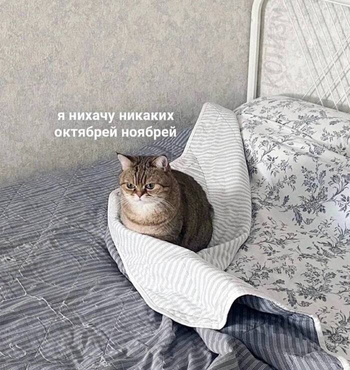 Every first Muscovite right now - Moscow, Moscow region, Humor, Picture with text, cat, November, October, Snow, Snowfall, First snow, Slush, Mood, Care, Fat cats, Kindness, Autumn, Blues