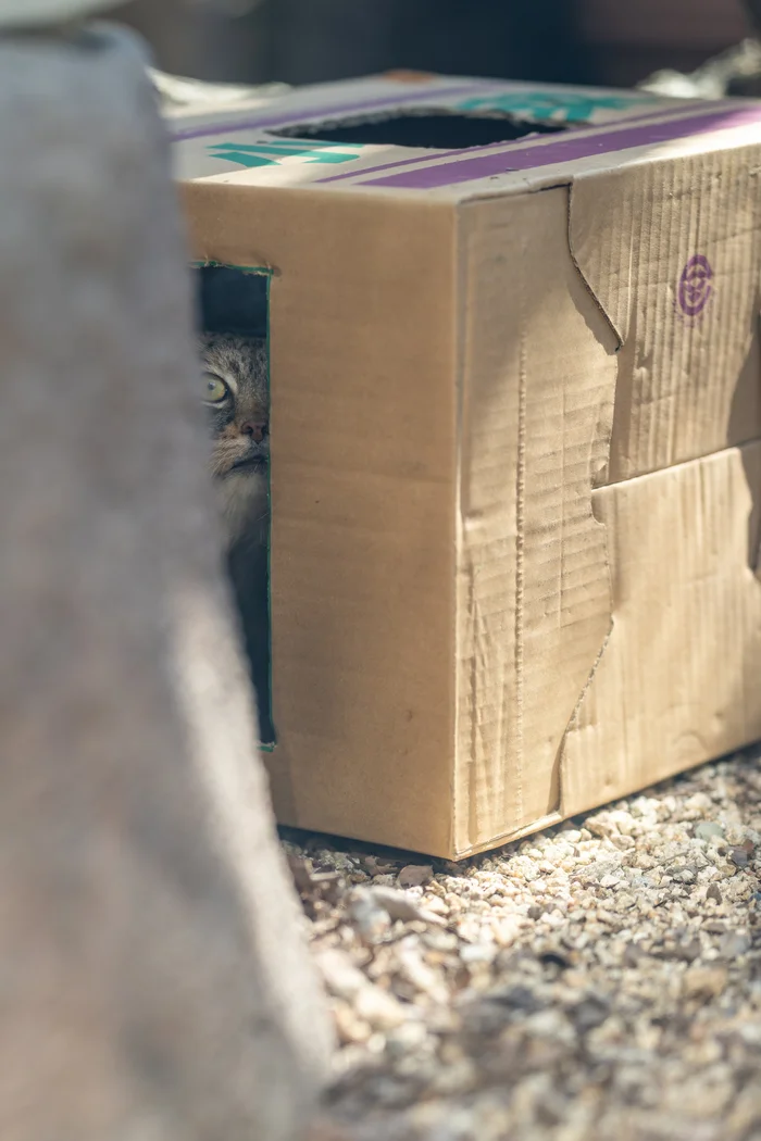 Who are you? Well, you get the idea... - Pallas' cat, Zoo, Predatory animals, Cat family, Wild animals, Small cats, Box