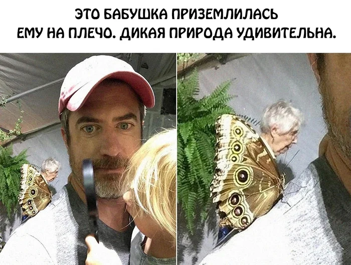 Do such exist? - Humor, Picture with text, Grandmother, Butterfly, Foreshortening, It seemed