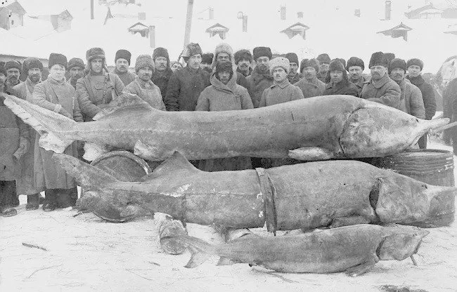 Этот случай занесен в Книгу рекордов Гиннесса - Рыбалка, Белуга, Рекорд, Книга рекордов Гиннесса, Черная икра, Повтор