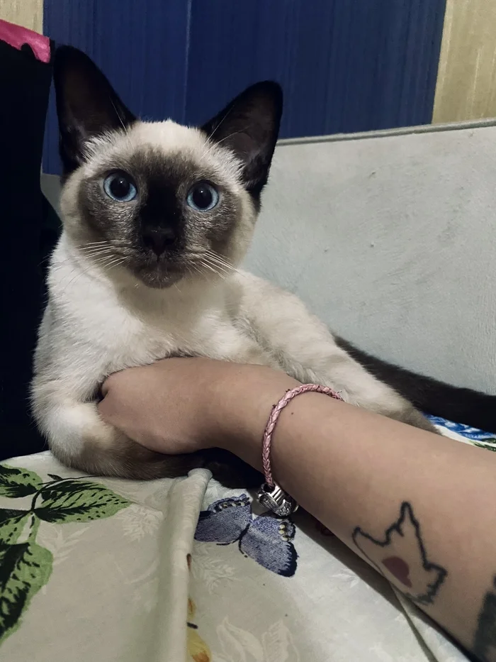 What a handsome guy) - My, cat, Thai cat, Siamese cat, Longpost, Pets, The photo