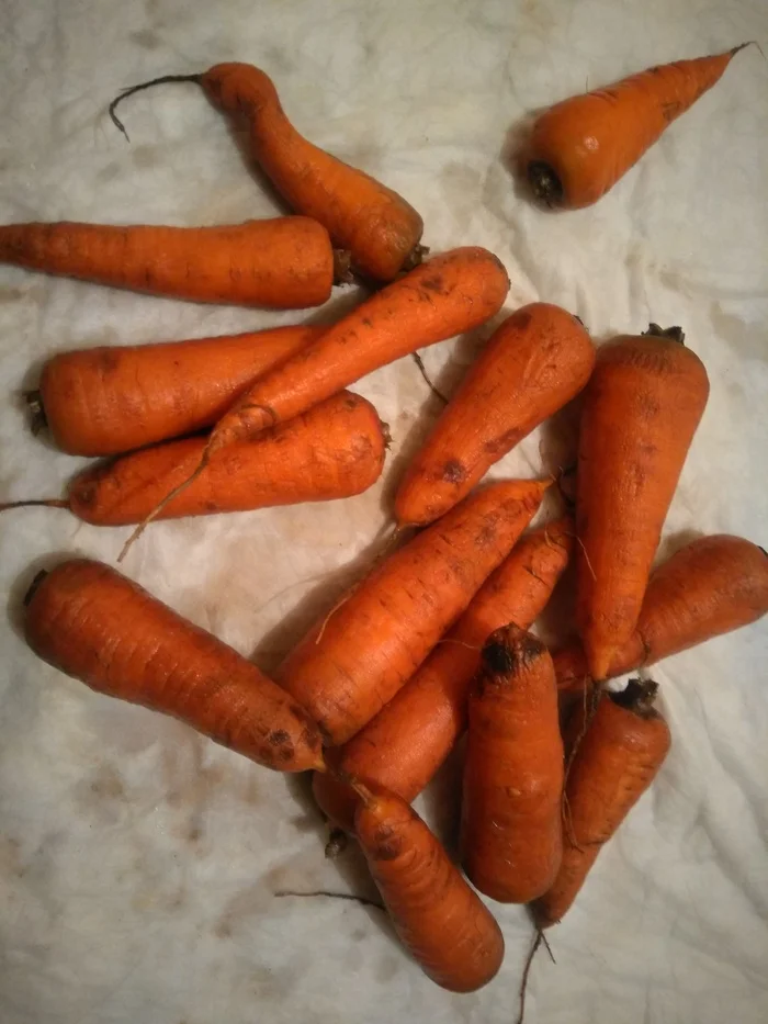 What diseases does carrot have? - My, Question, Ask Peekaboo, Garden, Dacha, Glyphosate, Herbicides, Troubled neighbors, Village, Gardening, Neighbours, Harm, Longpost