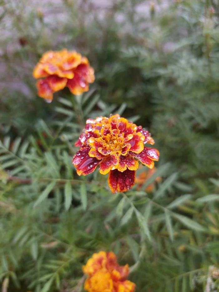 Simply beautiful - My, Mobile photography, Flowers, Drops, Rain, Longpost