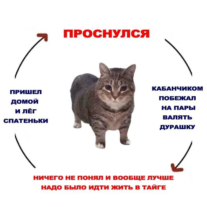 А вот опросик не хотите ли пройти? - Моё, Опрос, Студенты, Маркетинг, Помощь, Проект, Тестирование, Образование