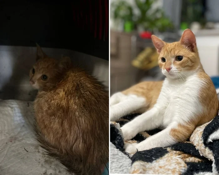 773 tail found its new home. Perseus, found on the street with a loss in a very poor condition, became a pet - My, cat, Found a home, Animal Rescue, Pet the cat, Fluffy, Longpost