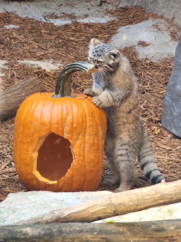 Moose Cubs Get Ready for Halloween - Wild animals, Predatory animals, Cat family, Pallas' cat, Small cats, Young, The photo, Zoo, Reddit (link), Longpost, Pumpkin, Halloween pumpkin