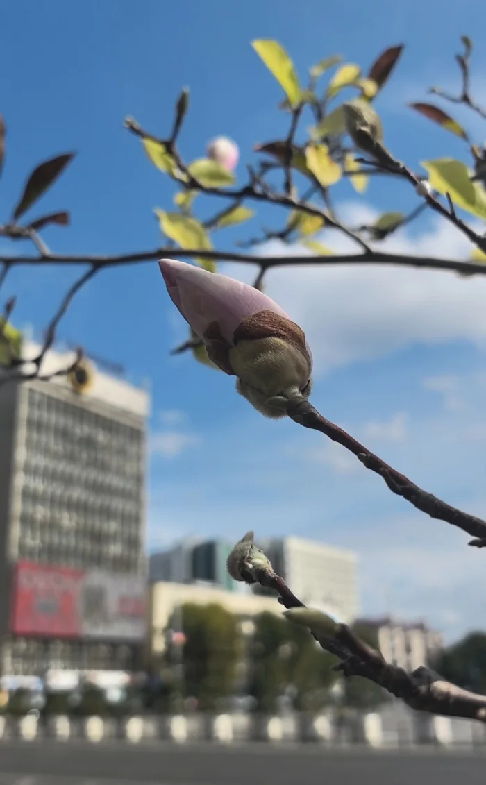 Magnolia blooms in autumn in Krasnodar - My, Krasnodar, Magnolia, Bloom, Autumn, Video, Vertical video, Longpost