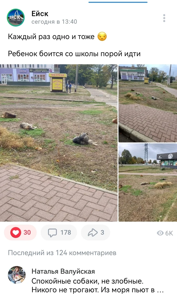 However, nothing new... Zooshiza in Yeysk - Chulman, In contact with, Radical animal protection, VKontakte (link), Longpost, Dog, Negative, Stray dogs, A wave of posts, Screenshot, Comments