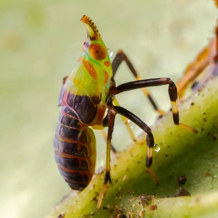 Lantern Nymph - Insects, Arthropods, Wild animals, wildlife, North America, The photo, Macro photography