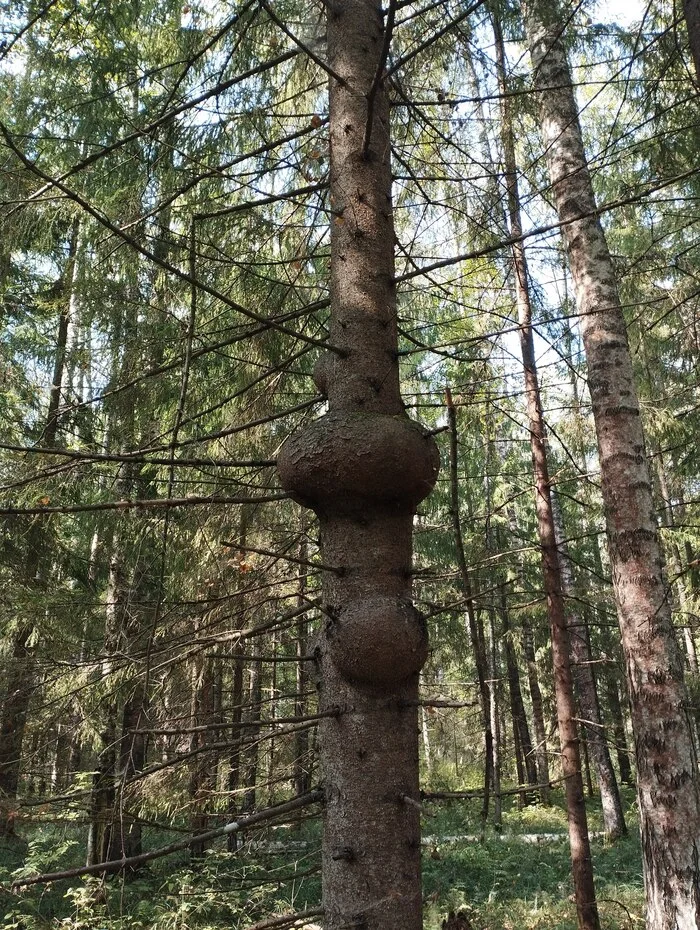 What are these growths on the tree? - My, Tree, Unknown, Souvel, Plants, outgrowth, The photo, What's this?