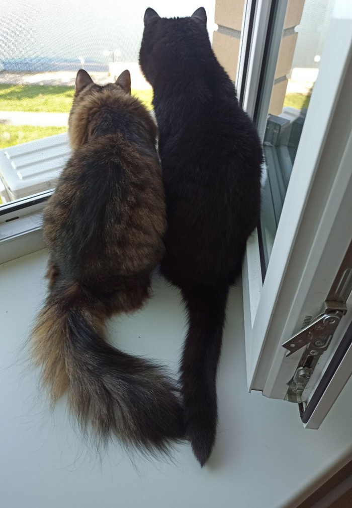 Знаменитое дуплексное котосердце