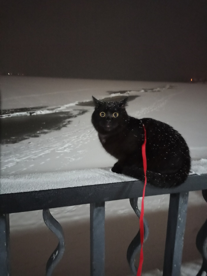 Неси меня обратно, я погулял