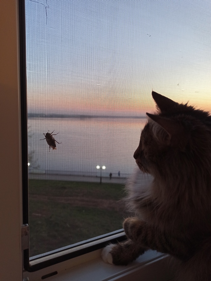 Ооо, жучооок