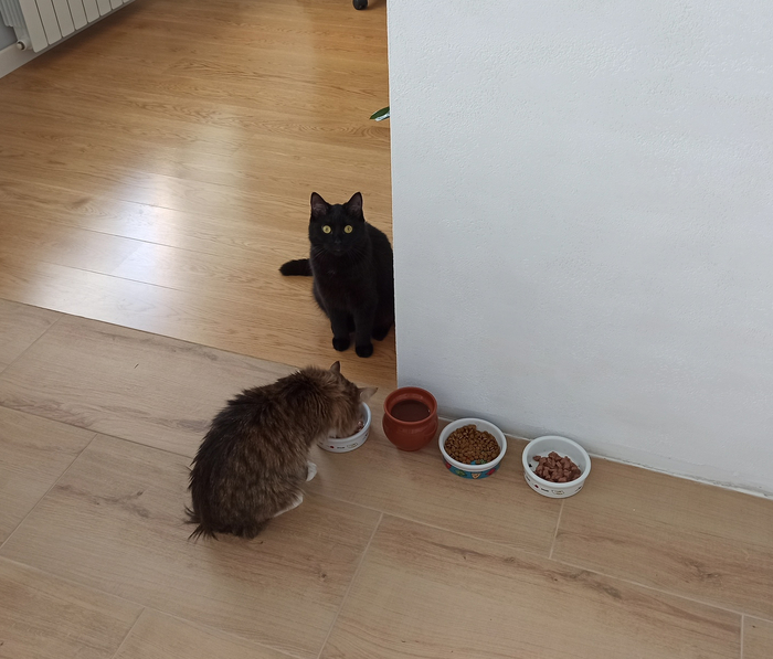 Извините, а мне еда будет?