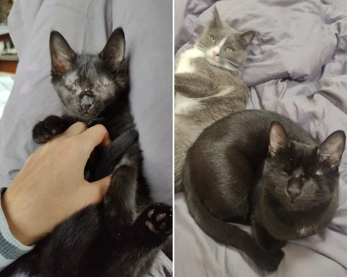 There were a few and they became a few from the animals I saved - My, cat, Animal Rescue, Helping animals, It Was-It Was, Dacha, Winter, Longpost, Negative, Injury